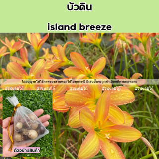 🌷หัวดอกบัวดินisland breeze