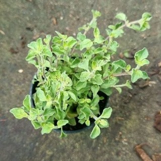 ออริกาโน (Oregano) กระถาง 3 นิ้ว