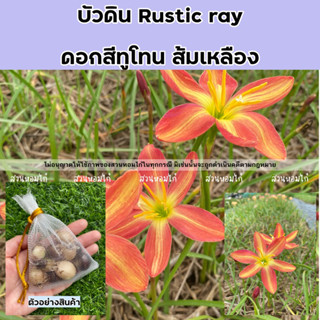 🌷หัวดอกบัวดิน Rustic ray