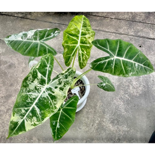 อโลคาเซีย ฟรายเด็กซ์ ด่าง Alocasia Frydek variegated ไม้เพาะไข่ อายุ3เดือน กระถาง5นิ้ว