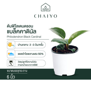 ฟิโลเดนดรอน แบล็คคาดินัล Philodendron Black Cardinal กุมารดำเรียกทรัพย์ กระถาง 6 นิ้ว