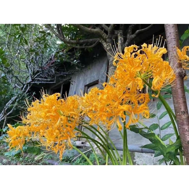 ฮิกังบานะ มีขายแล้วนะคับ  แฟนfcอนิเมะดาบพิฆาตอสูร - รูปที่ 2