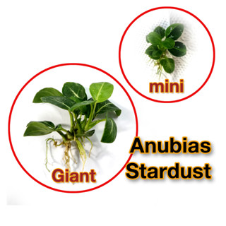 Anubias stardust Giant &amp; mini อนูเบียสสตาร์ดัส ช่อเล็ก พืชน้ำ (ต้นไม้น้ำ)