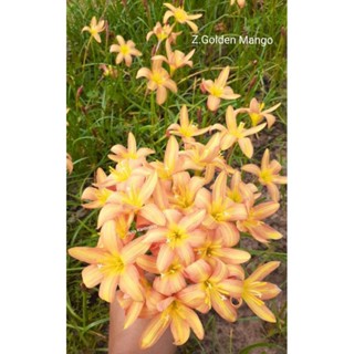 บัวดิน Z. golden mango สีสวยสดใส แตกกอเก่งจ้า