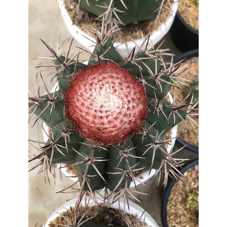 เมโลแคคตัส ให้จุกแดงหรือเซฟาเรี่ยมแล้วสวยมาก melocactus