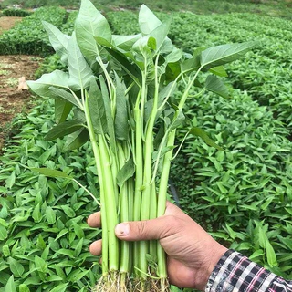 เมล็ดพันธุ์ ผักบุ้งจีน 100+เมล็ด [10 แถม 2 คละได้ ]