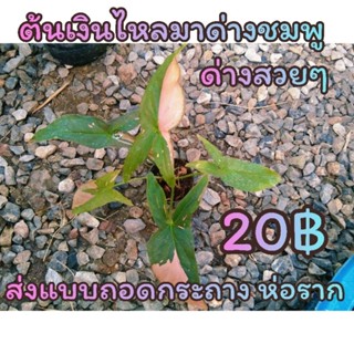 ต้นเงินไหลมาด่าง ชมพู ส่งแบบถอดกระถาง ห่อราก