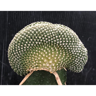 แคคตัส เปเล่คริส สโตรบิลิฟอร์มิส pelecyphora strobiliformis cactus ไม้กราฟ จำนวน 1 ต้น