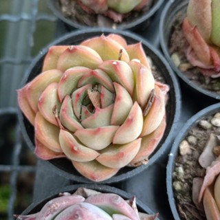 พร้อมส่ง กุหลาบหิน HYBRID ไม้อวบน้ำ ไฮบริด สายพันธุ์ใหม่ๆ กระถาง 5 cm succulent echeveria haworthia