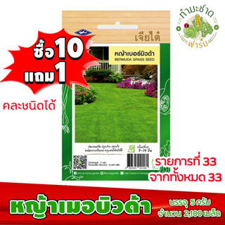 (ซื้อ10แถม1) เมล็ดพันธุ์ หญ้าเมอบิวด้า Bermuda grass seed ประมาณ 2,100เมล็ด เจียไต๋ เมล็ดพันธุ์พืช เมล็ดพันธุ์ผัก