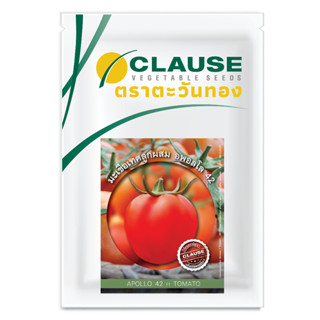 CLAUSE ตราตะวันทอง มะเขือเทศ สายพันธุ์ลูกผสม อพอลโล 42  (TOMATO Apollo 42 F1)