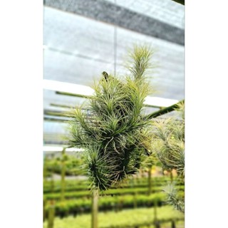 Tillandsia funckiana hanging ไม้รากอากาศแขวนตอไม้