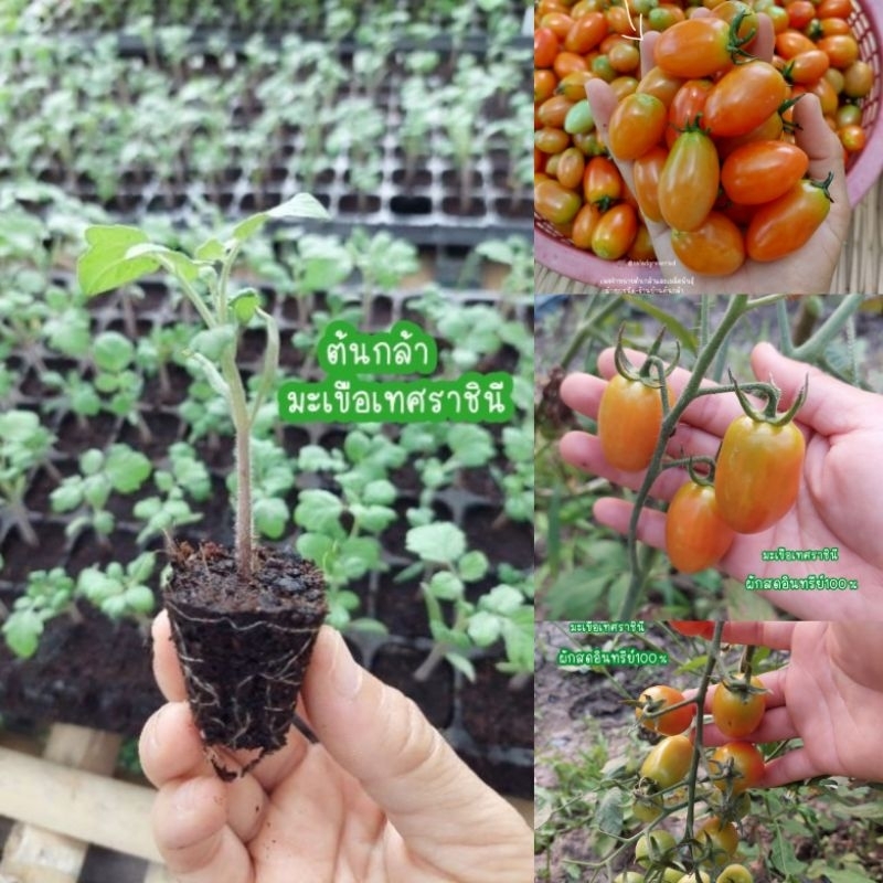 ต้นกล้ามะเขือเทศราชินี ••(ราคาต้นละ=10บาท)**พร้อมส่งไม่พรีออเดอร์!!