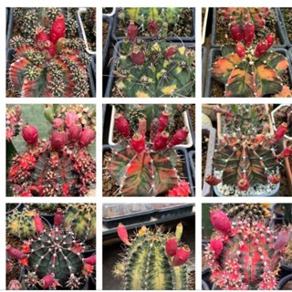 เมล็ดยิมโนด่าง mix ต้นแม่สวยทุกต้น 1pax 500เมล็ด++ ราคาถูก เมล็ดยิมโนด่าง