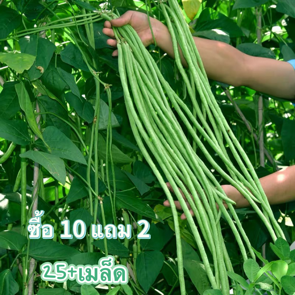 เมล็ด​พันธุ์​  ถั่วฝักยาวพันธุ์​เนื้อ​ ถั่วฝักยาว 25เมล็ด ​[ 10 เเถม 1 คละได้ ]