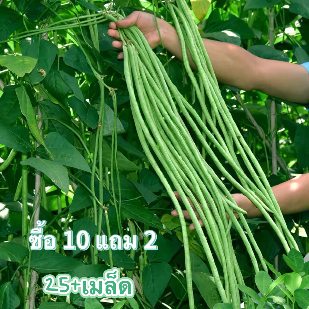 เมล็ด​พันธุ์​ ถั่วฝักยาวพันธุ์​เนื้อ​ ถั่วฝักยาว 25เมล็ด ​[ 10 เเถม 1 คละได้ ]