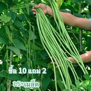 เมล็ด​พันธุ์​ ถั่วฝักยาวพันธุ์​เนื้อ​ ถั่วฝักยาว 25เมล็ด ​[ 10 เเถม 1 คละได้ ]