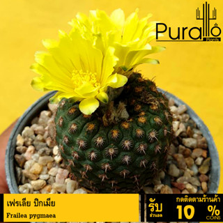 ต้นกระบองเพชร แคสตัส เฟรเลีย ปิกเมีย Frailea pygmaea #cactus #Frailea