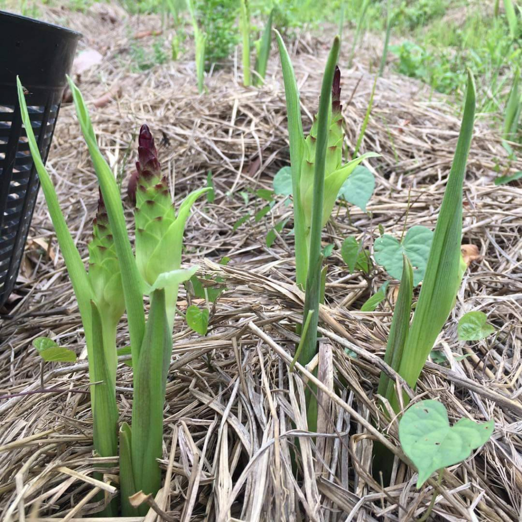 กระเจียวหวาน เพชรน้ำผึ้ง ถุงดำพร้อมปลูก 39 บาท ปลูกครั้งเดียวทานได้ตลอด - รูปที่ 5