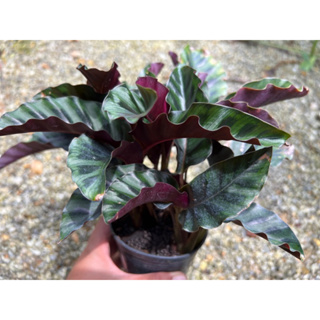 คล้าแกนเดอสิไอ #Calathea gandersii กระถาง4นิ้ว