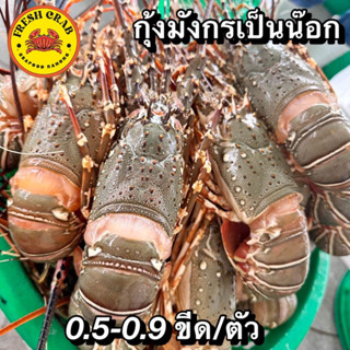 กุ้งมังกร เป็นน๊อกสดๆจากเมืองระนอง