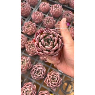 กุหลาบหิน Echeveria Wine red champagne เลี้ยงง่ายเหมาะสำหรับมือใหม่ succulent Echeveria haworthia lithop cactus