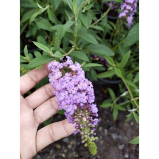 ราชาวดี สีม่วง สีชมพู Butterfly Bush