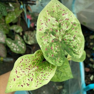 บอนสีไก่ภูมิรินทร์caladium