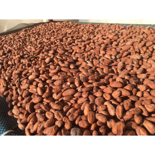 เมล็ดโกโก้แห้ง (Cacao Beans) เกรดC บรรจุขนาด 1 กิโลกรัม - ของคนเวียงป้าว(อำเภอพร้าว)