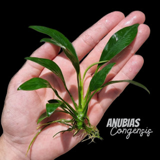 อนูเบียส ใบแหลม เลือกได้ 2 ขนาด - ANUBIAS CONGENSIS ต้นไม้น้ำ