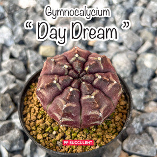 Gymnocalycium " Daydream " ยิมโนเดดรีม