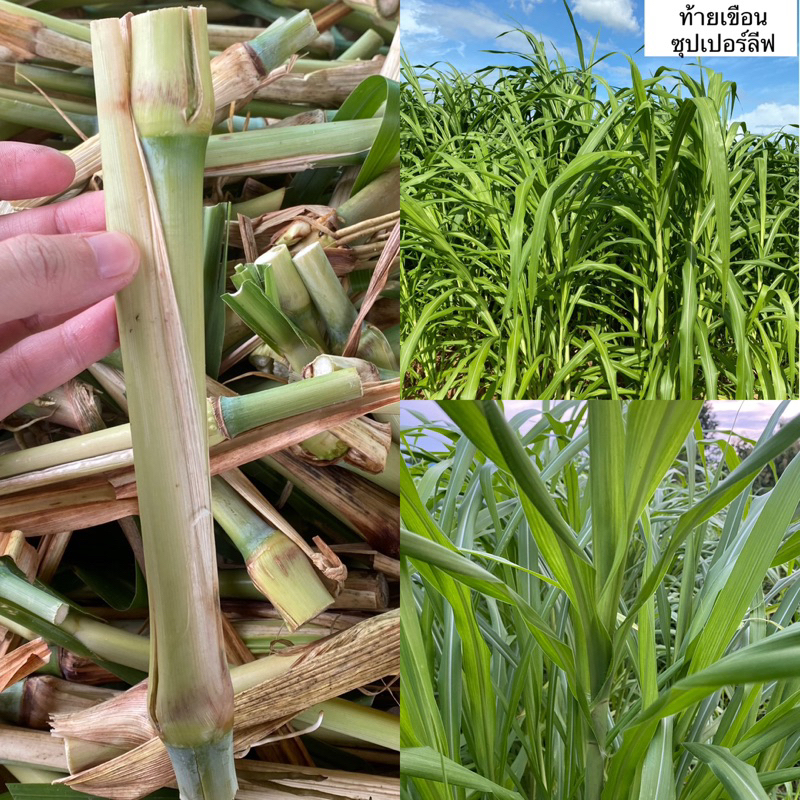20ท่อน ท่อนพันธุ์หญ้าเนเปียร์ท้ายเขื่อนซุปเปอร์ลีฟ