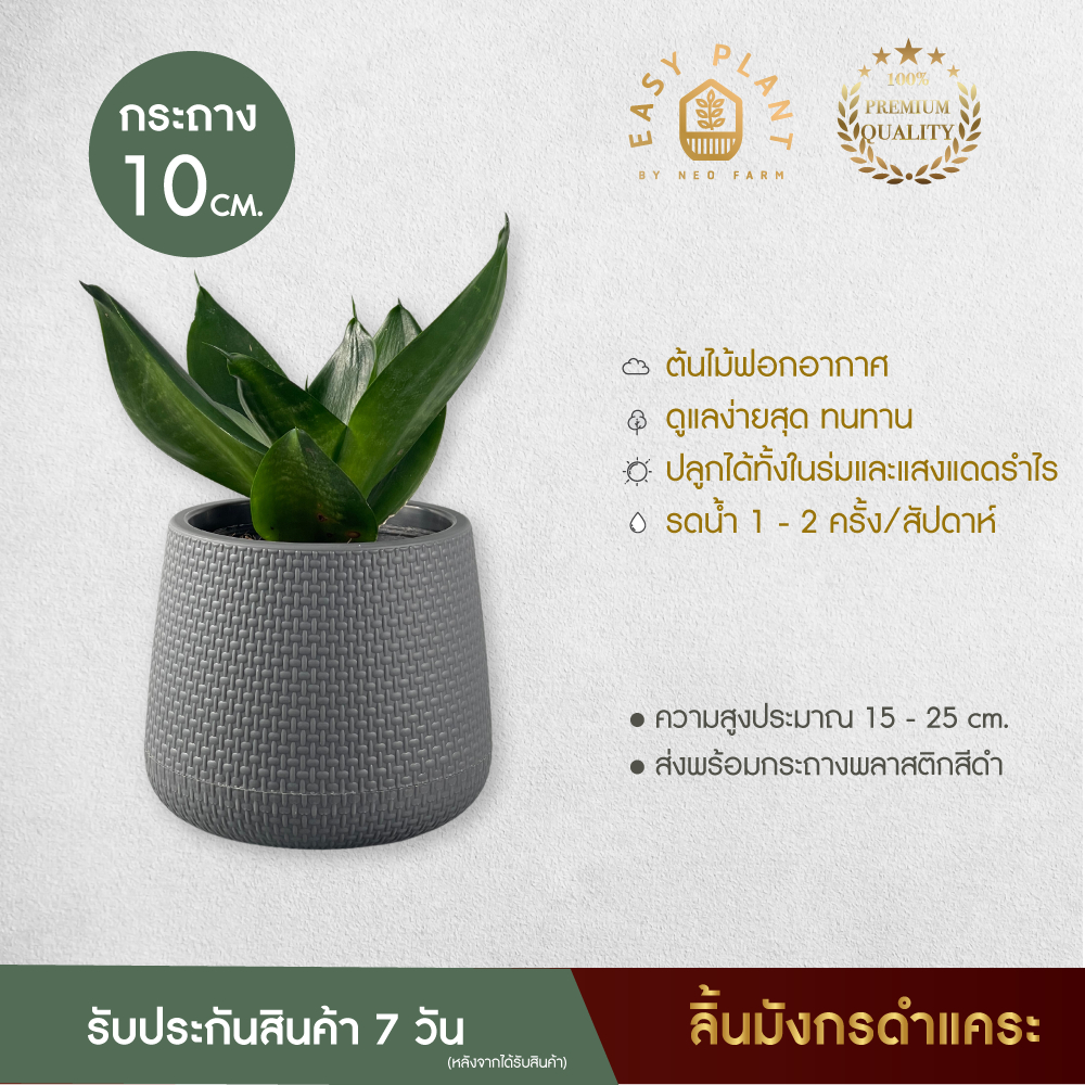 ลิ้นมังกรดำแคระ  ต้นไม้ฟอกอากาศ : Hahnii black ต้นไม้จิ๋ว ต้นไม้ประดับ ตกแต่งบ้านและสวน ต้นไม้มินิมอล - easyplant