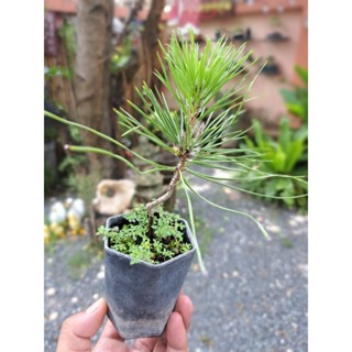 สนดำ Kuromutsu black pine bonsai