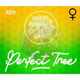 [แบ่งโฟโต้] Perfect Tree รวมสายพันธุ์ใบสีดำ มากว่า10สายพันธุ์