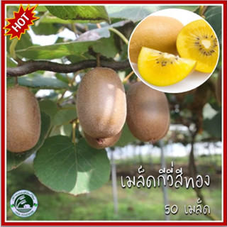 50 เมล็ด กีวีสีทอง กีวี หรือ กีวีฟรุต (Kiwifruit) กีวี่ กีวีฟรุต เมล็ดกีวี เมล็ดกีวี่ เมล็ดกีวีฟรุต เมล็ดกีวี่ฟรุต