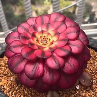 Aeonium Mardigras Variegated 30เมล็ด99บาท!