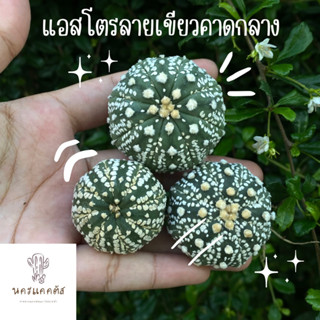 แอสโตรลายเอกลักษณ์ แอสโตรซุปเปอร์ลายเส้นคาดเขียว แอสโตร ซุปเปอร์ แอสโตรลายคาดเขียว พร้อมส่ง❗️กระบองเพรช