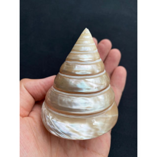 Silver top shell tower snail seashells