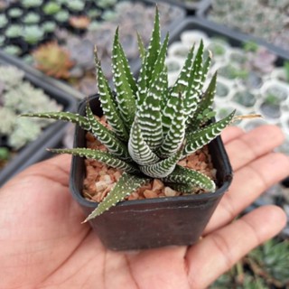 แคคตัสม้าลาย ไม้อวบน้ำ #Haworthia กระถางสองนิ้วส่งพร้อมกระถาง