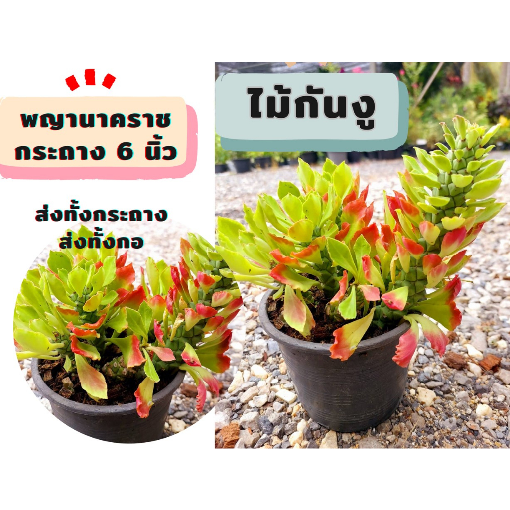 ต้นพญานาคราช *ฟอร์มกอ* หน้าหนาวมีดอกสีขาวเล็กๆ ต้นไม้กันงู  ไม้มงคล เสริมบารมี ต้นไม้ฟอกอากาศ ส่งทั้งกระถาง 6 นิ้ว