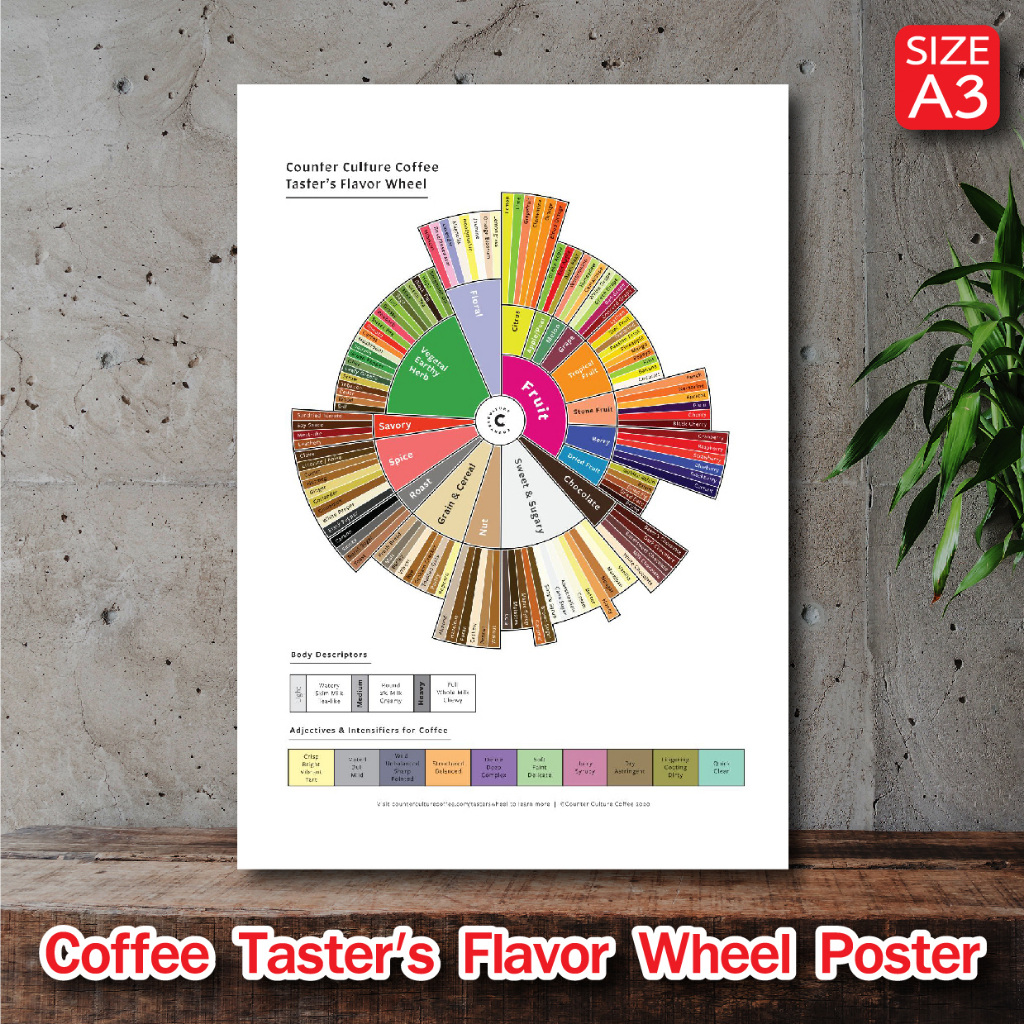 โปสเตอร์ กาแฟ Coffee Taster's Wheel สำหรับตกแต่งร้านกาแฟ ภาพคมชัด ส่งไว ขนาด A3