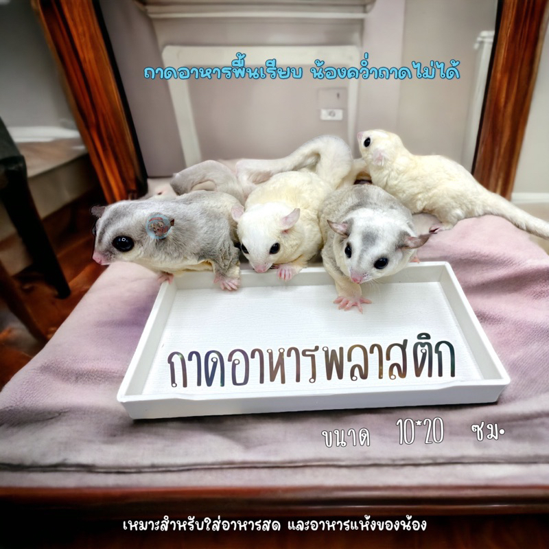 V ( ถาดพลาสติกผืนผ้า ) ถาดอาหารพลาสติก ถาดอาหาร ถ้วยน้ำ ถ้วยนม ถ้วยขนม พลาสติก ถ้วยชูก้า ถ้วยชูการ์ ถ้วยอาหารกระรอก
