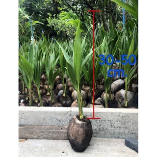 🌴พันธุ์มะพร้าวพวงร้อยแท้100%🌴ลูกดกเลี้ยงง่ายโตไวนำ้หวาน1ทลายไม่ตำ่กว่า40ลูกแน่นอนส่งขั้นตำ่3ต้น🌴