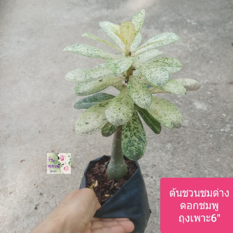 Plants 99 บาท ต้นชวนชมใบด่าง ชวนชมด่าง ดอกสีชมพูDesert Rose/ Adennium Obesumถุงเพาะ 6″เป็นต้นไม้มงคลฟอกอากาศได้ทนแล้งปลูกง่าย Home & Living