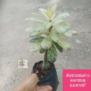 ต้นชวนชมใบด่าง ชวนชมด่าง ดอกสีชมพูDesert Rose/ Adennium Obesumถุงเพาะ 6"เป็นต้นไม้มงคลฟอกอากาศได้
ทนแล้ง
ปลูกง่าย