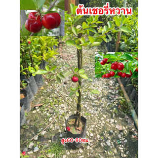 ต้นเชอรี่หวานญี่ปุ่น พุ่มเตี้ยหรือมานัวร์ สูง 60-70 cm.🍒 (กิ่งตอน)