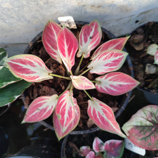 ของขวัญ บอนสี Caladium