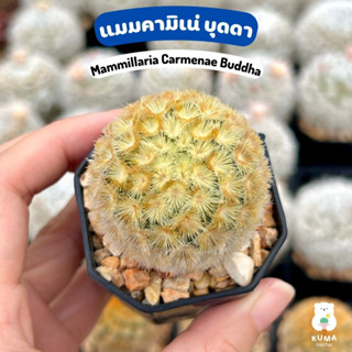 🌸 แมมคามิเน่ บุดดา ไม้ชำหน่อ 🧡 Mammillaria Carmenae Buddha ❣️🌷-- แคคตัส กระบองเพชร