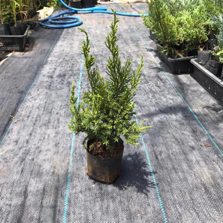 สนมังกร กล้าสนมังกร🌲 สูงประมาน 25-30 ซม. เลี้ยงง่ายชอบแดด ประดับออฟฟิต รั้วบ้าน ตัดแต่งกิ่งได้ตามต้องการบอนไซ